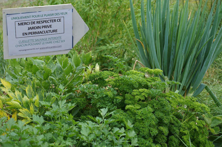 La permaculture, synonyme d'autonomie et d'écologie